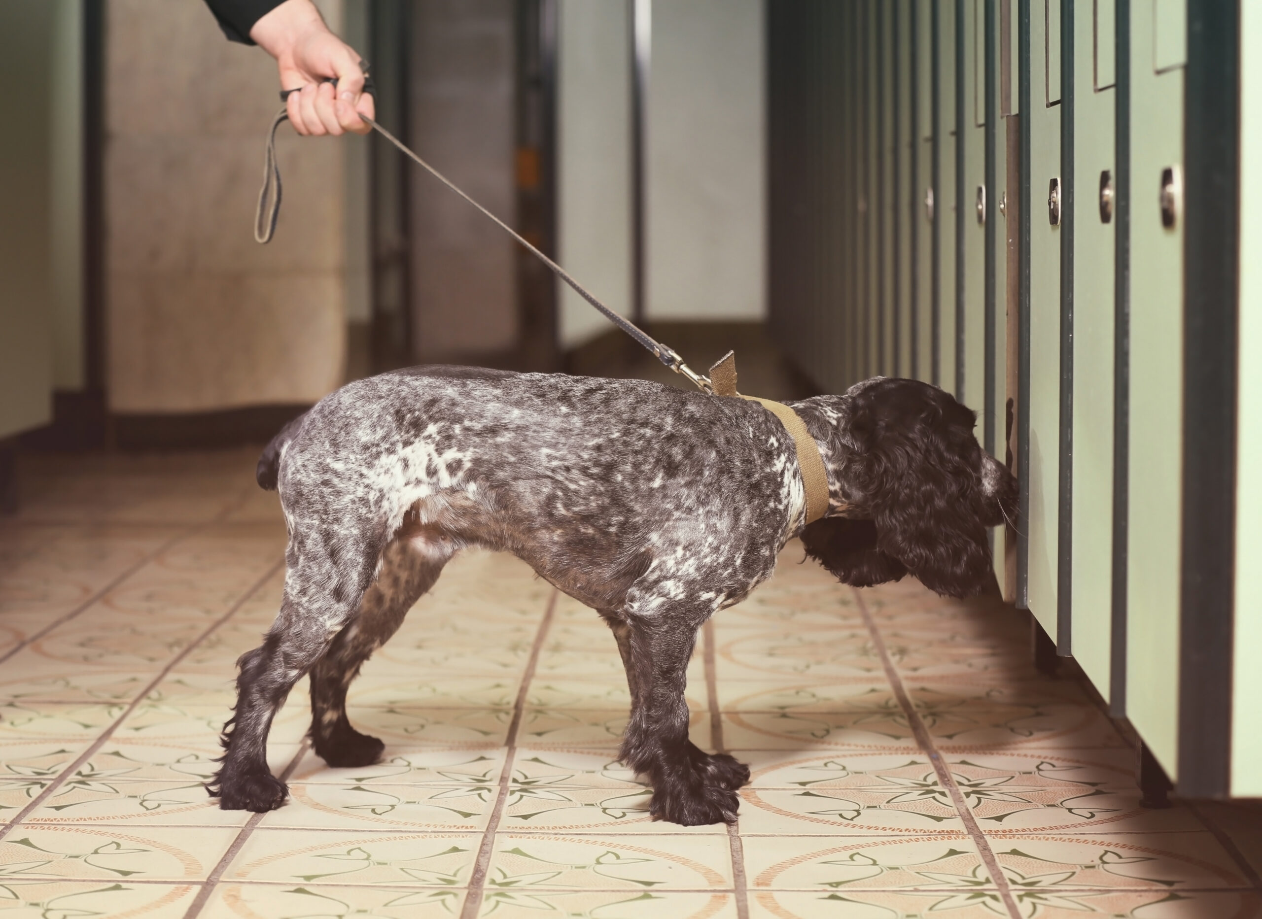 How security dogs can help tackle drugs in education.