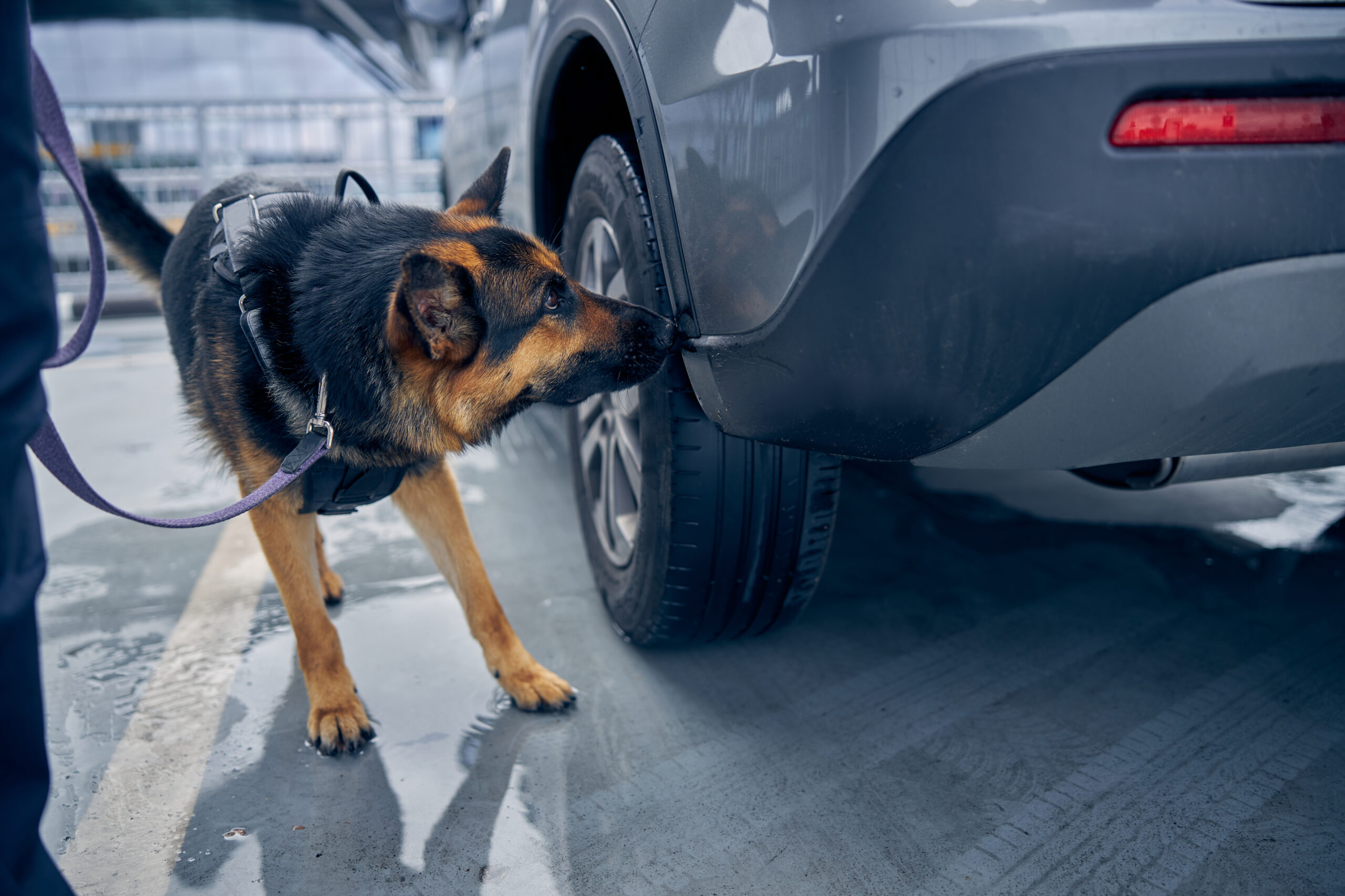 Breaking down the science of a dog's sense of smell.