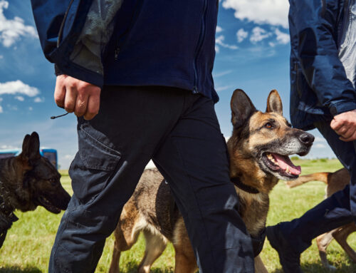 Understanding UK Laws Surrounding K9 Security: What You Need To Know