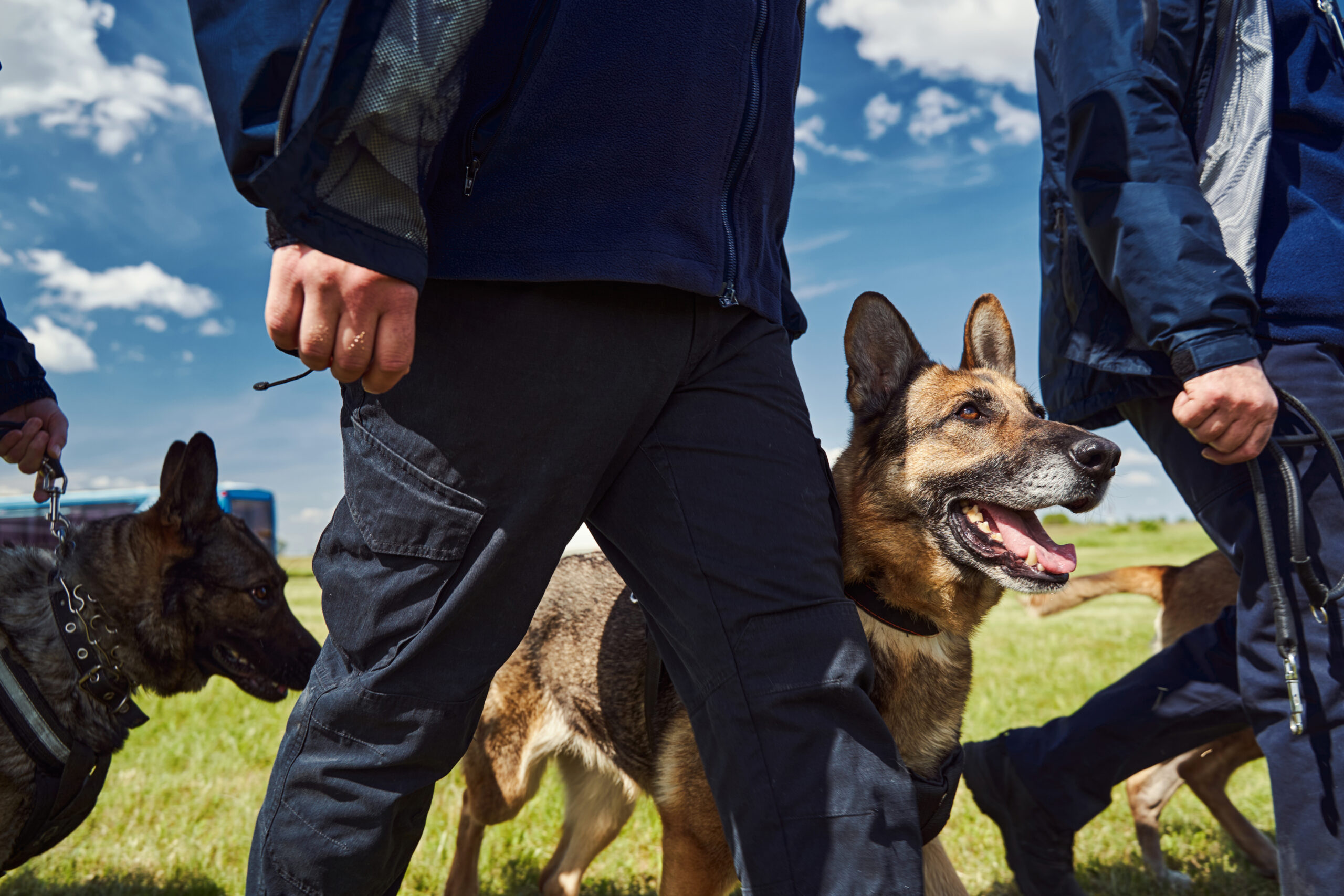 Understanding the laws surrounding dog security